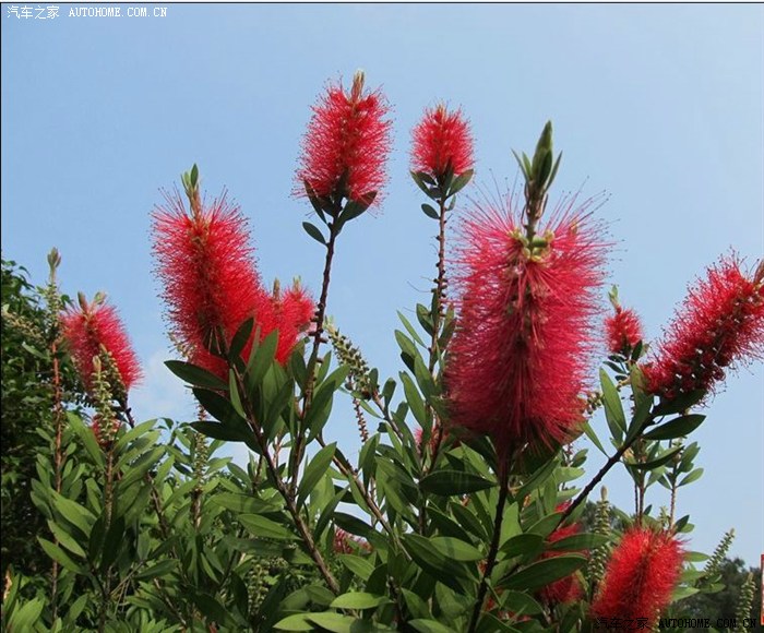 金钱柳花儿美.妈妈,节日快乐!