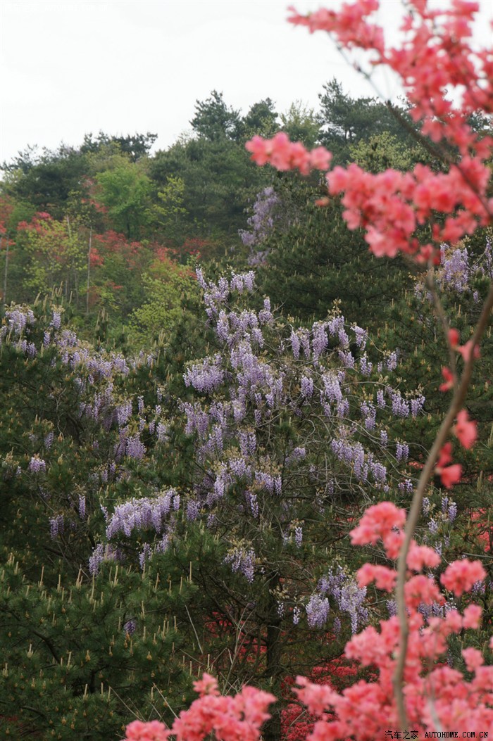 【景逸x3杯】回看桃李都无色,映得芙蓉不是花——浙中杜鹃谷游记