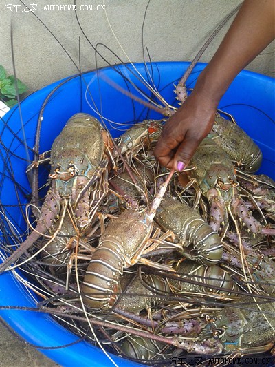 大龙虾哦,巨便宜