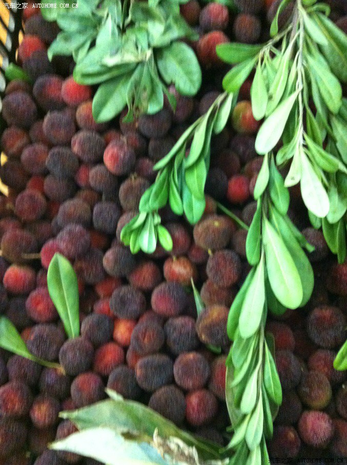 东川特产杨梅  超大 超甜  便宜(5元一斤)