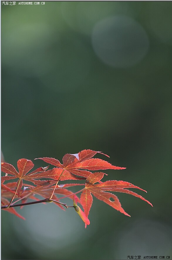 花卉一組雞爪槭樹葉操和花練拍攝