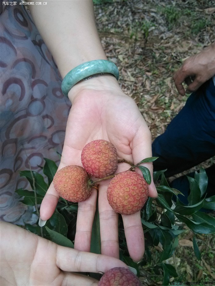 端午节自驾游广东高州根子荔枝家庭游