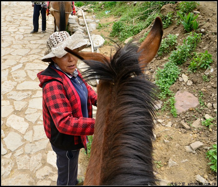上山路难行,好意思,我们骑骡子上山走一段.