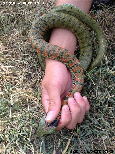 朋友抓的一条蛇,谁知道这是什么蛇?