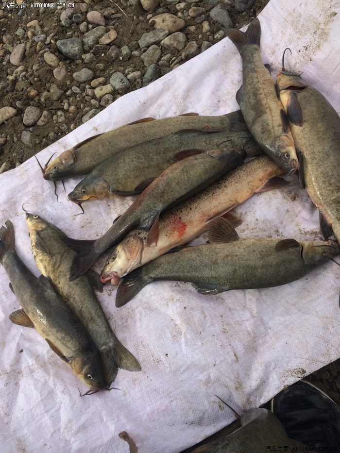 今年在西藏钓的大鱼