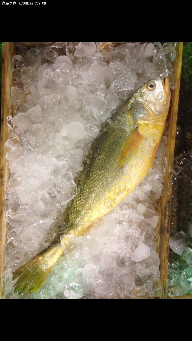 【图】野生细鳞大黄鱼!3.2斤猜猜这条鱼我卖了多钱.