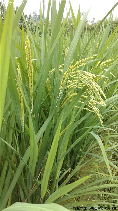 来一张稻谷穗的特写.