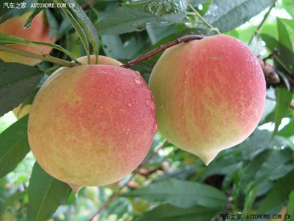 翁源特产蜜桃成熟时48万亩九仙桃邀你来品赏