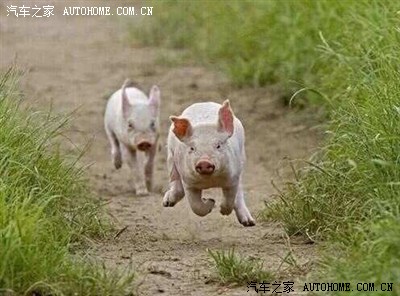 吃过猪肉没见过猪跑的请举手