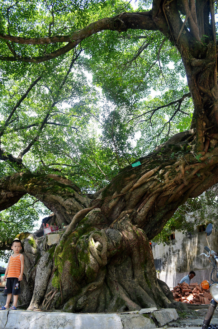 中国传统古村落——高思村观千年古榕