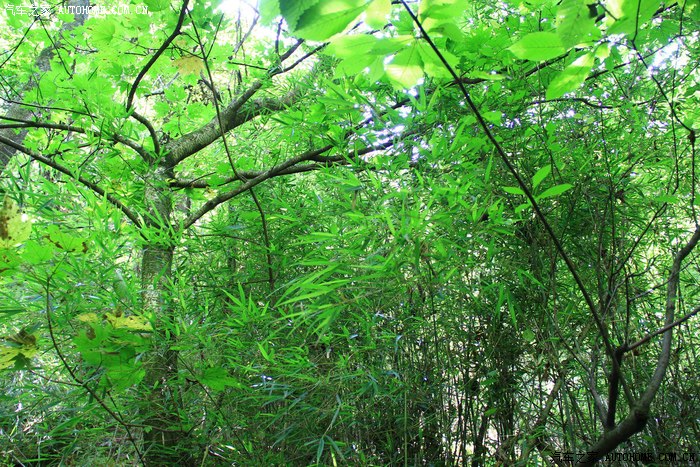 盛夏的清涼隴南官鵝溝青川唐家河自駕遊