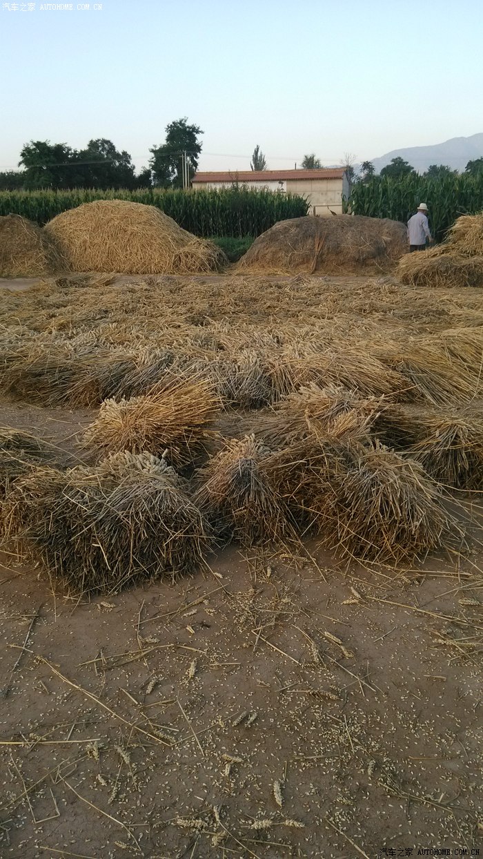 麦收时节——"碾场"