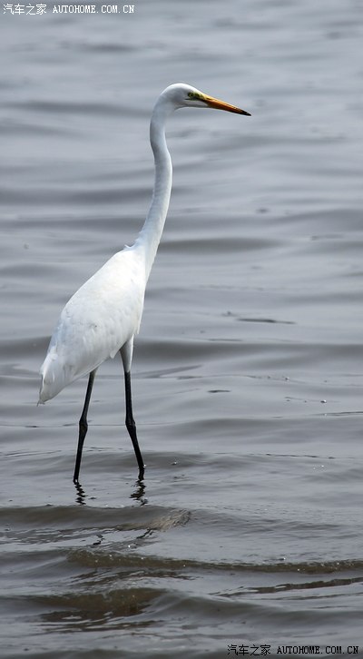 这就是时尚女孩追求的大长腿.