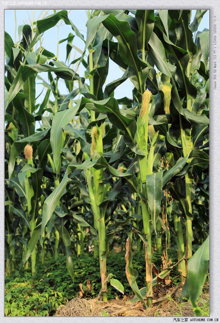 【图】山村的玉米地------长势喜人的玉米!_摄影论坛_汽车之家论坛