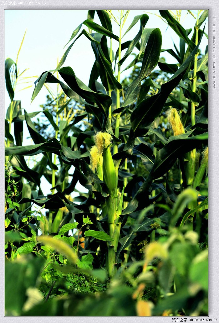 【图】山村的玉米地------长势喜人的玉米!_摄影论坛_汽车之家论坛