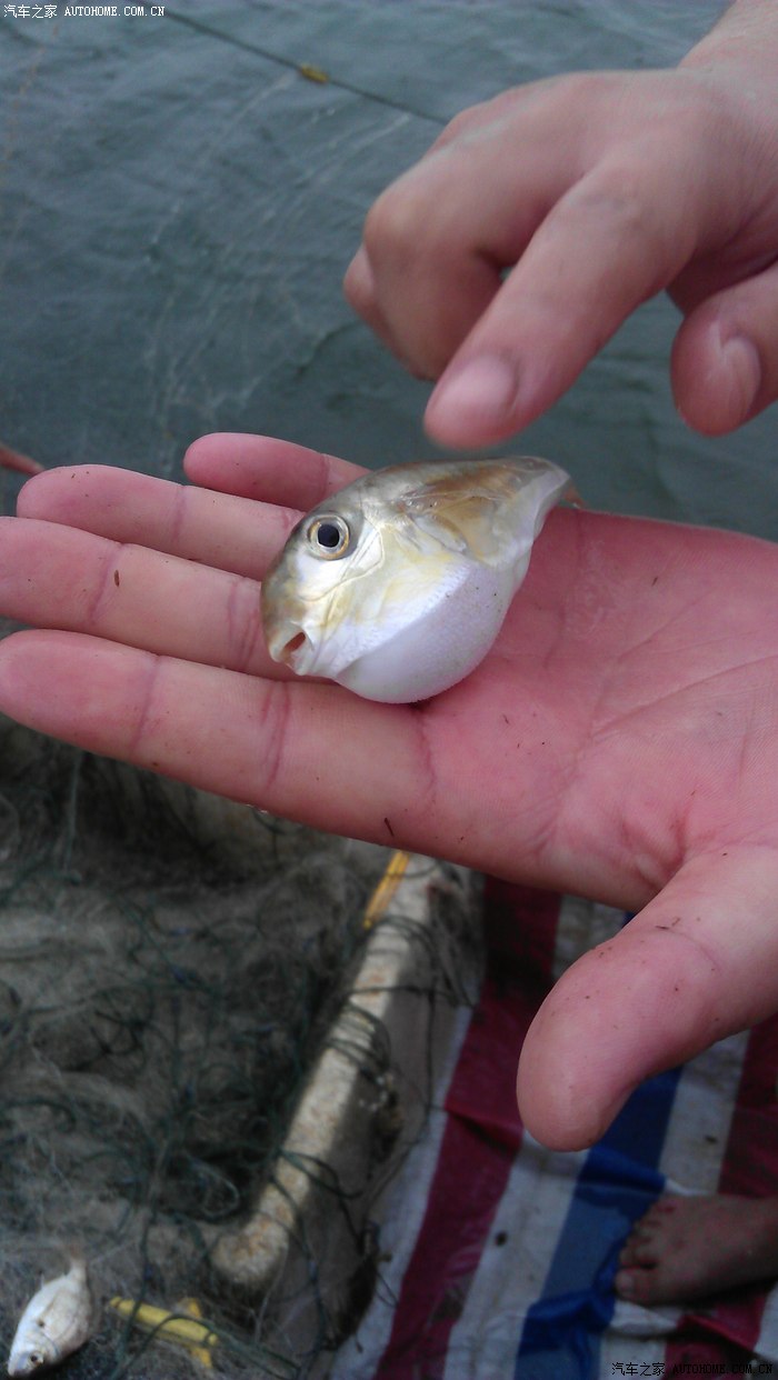 阳光海岸拖轮海钓我的人车生活