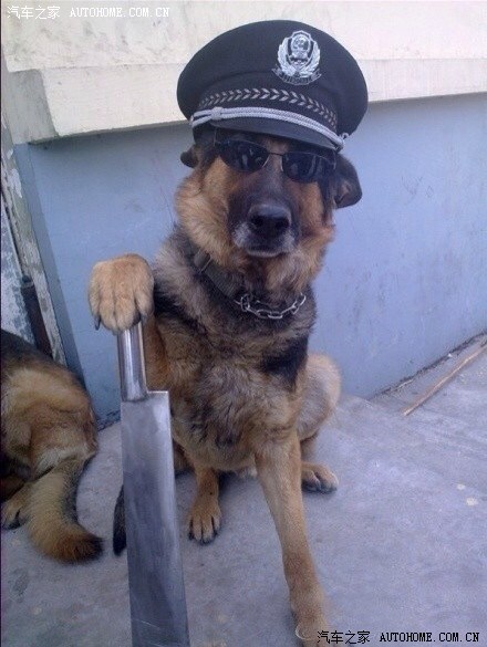 傻逼狗,五毛拿好滚吧