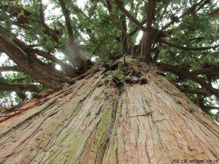 2014.初秋,带上家人,寻找传说中的  中国杉王>>