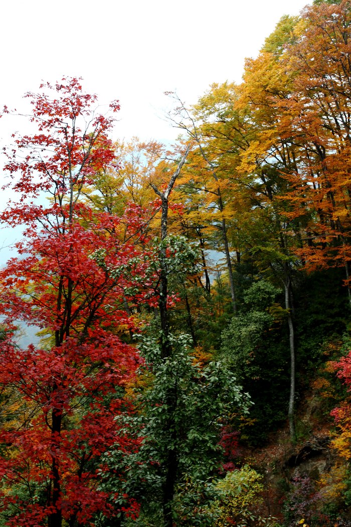 四川巴中光雾山观红叶