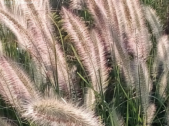 游六景泥盆系,挖化石,摘稔果牛甘果