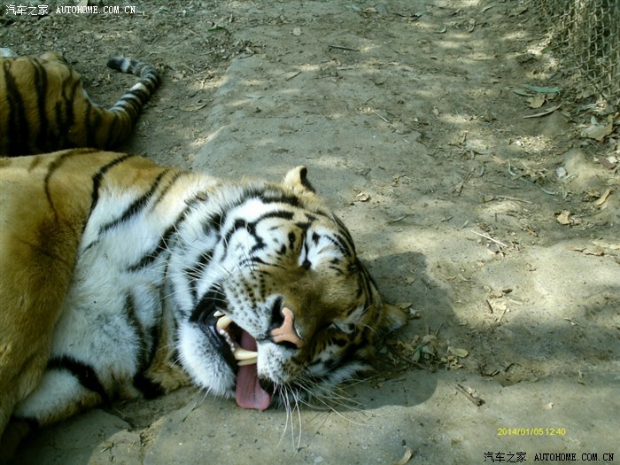 夜风穷游桂林之雄森熊虎山庄看熊出没