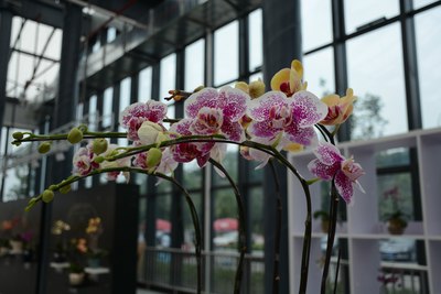 国庆出行--綦江兰花科技园