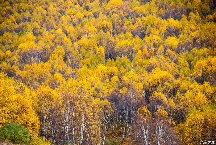 出发宝贝姥爷姥姥带你去看红海滩黄树林