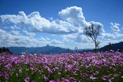 十月,格桑花的花海_雲南_手機汽車之家