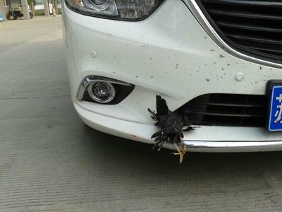 高速140 速度撞鸟