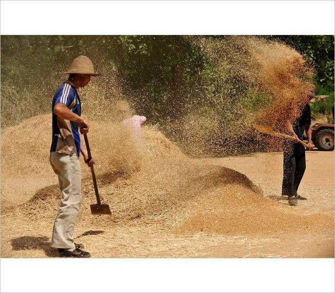 小时候农村收麦子的场景,太珍贵了.