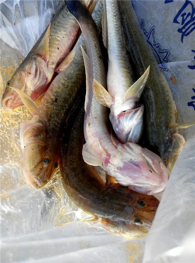 北流鸭塘鱼图片