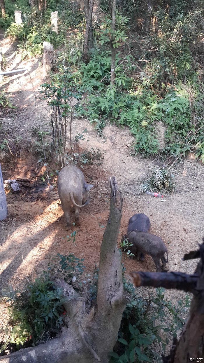 周末游山林观看野猪