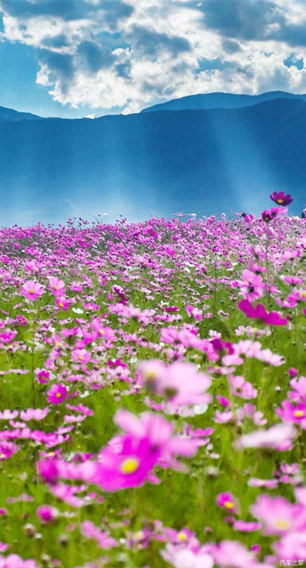 丽江花海不一样的10月