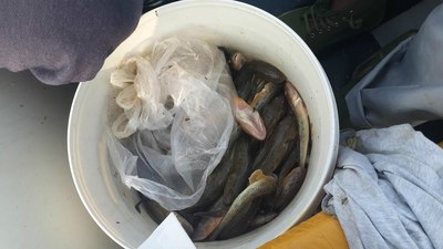 钓到下午2点钟,钓获胖头鱼27斤