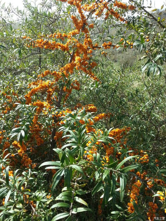 太原 梅洞沟 沙棘行