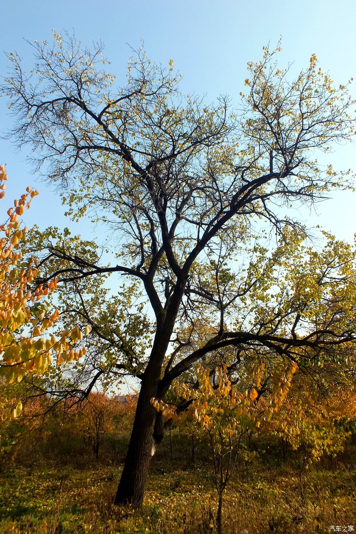 美丽大青山之乌素图老榆树
