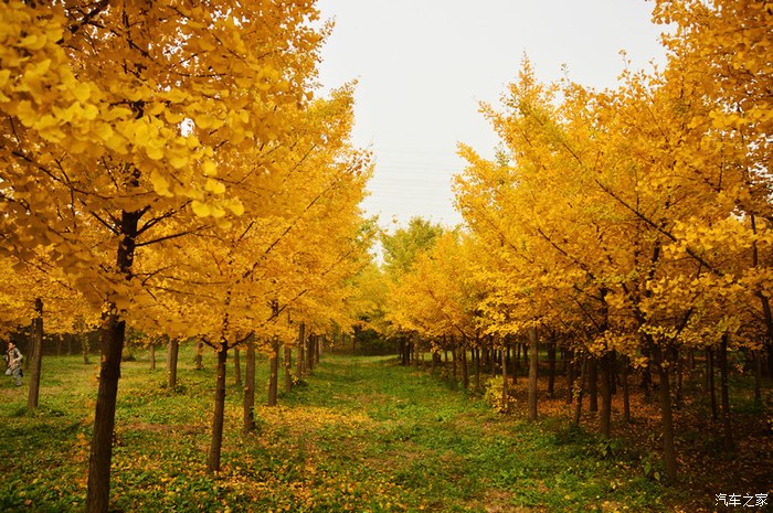 深秋的银杏叶秋天的美景别错过常营公园的银杏林