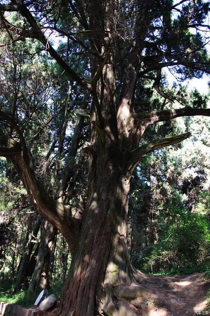 记得有一棵大柏树叫"红军柏"的,已经见不到了,是不是已经枯死