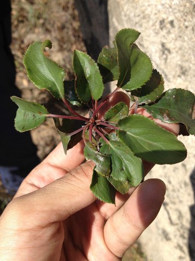 采用长白山火琉璃树根制作的1.8mt卡罗拉手动档把头