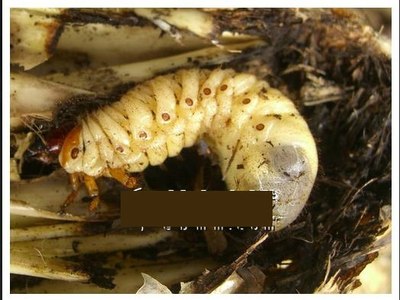 奇!广东粤西一带有人用此簕古幼虫治疗小孩子尿床