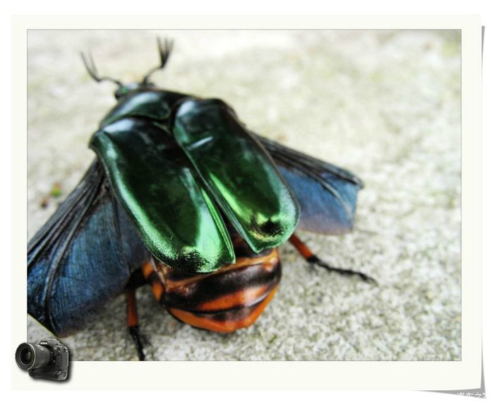 奇!广东粤西一带有人用此簕古幼虫治疗小孩子尿床