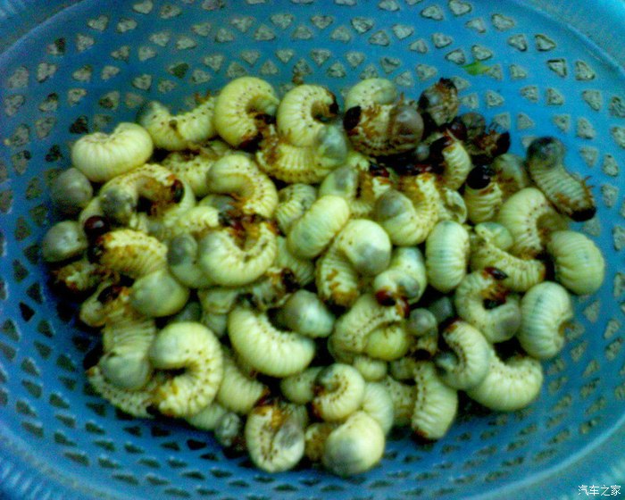 【图】奇!广东粤西一带有人用此簕古幼虫治疗小孩子尿床_广东论坛_汽