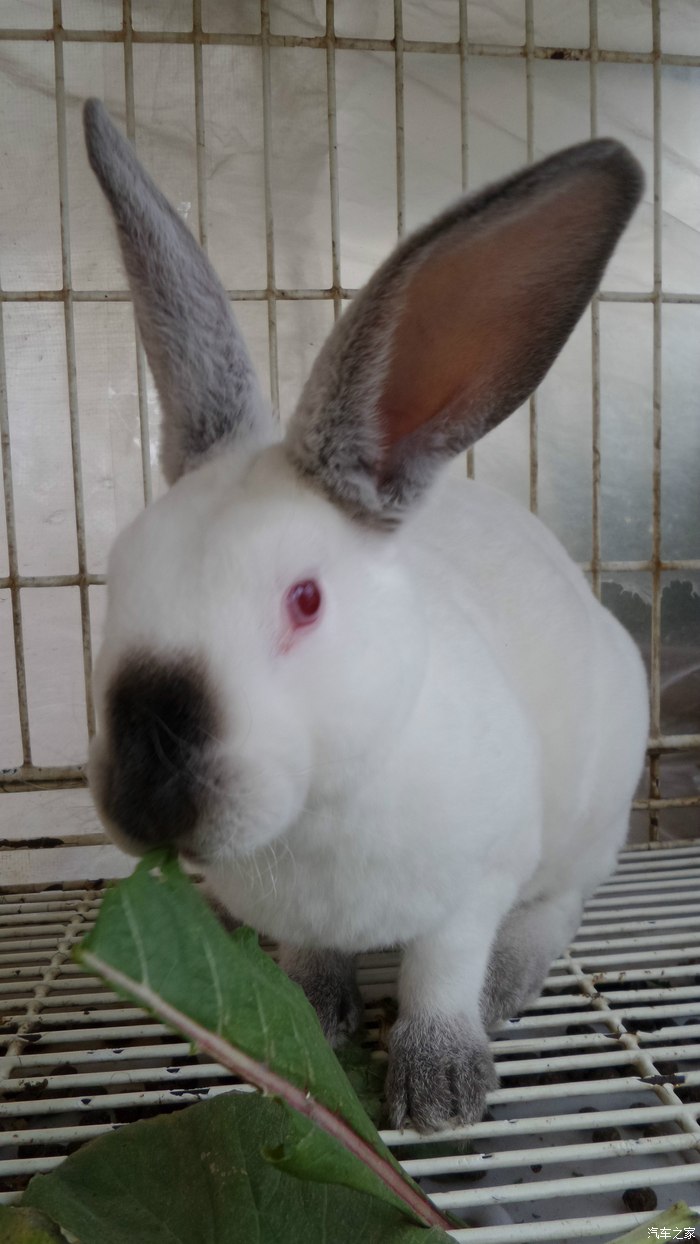 可爱的八点黑兔子