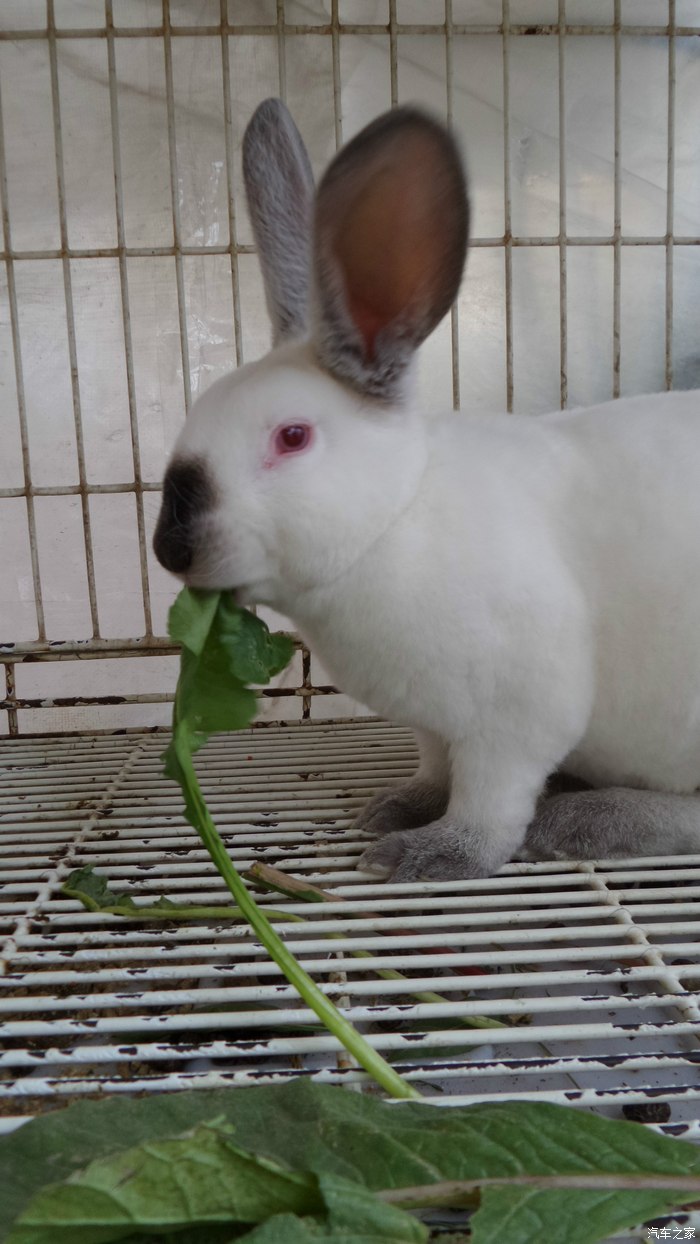可爱的八点黑兔子