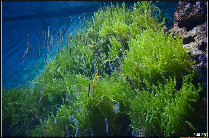 精新加坡出行记