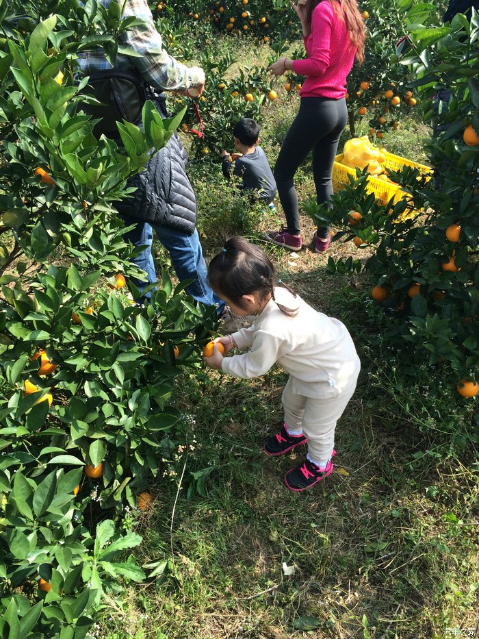 周末自驾灵田39大26小亲子活动果园摘橙品农家土鸡