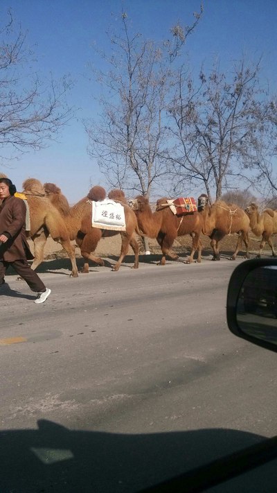 榆中重现古"丝绸之路"驼队11月30日上午由8架木轮马车