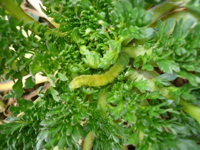 玛卡属十字花科植物,所以菜青虫要吃叶子.这天,虫子都要冷死了.