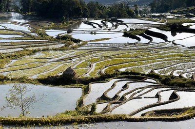 我和雨燕16天的旅行——如詩如畫的元陽哈尼族梯田