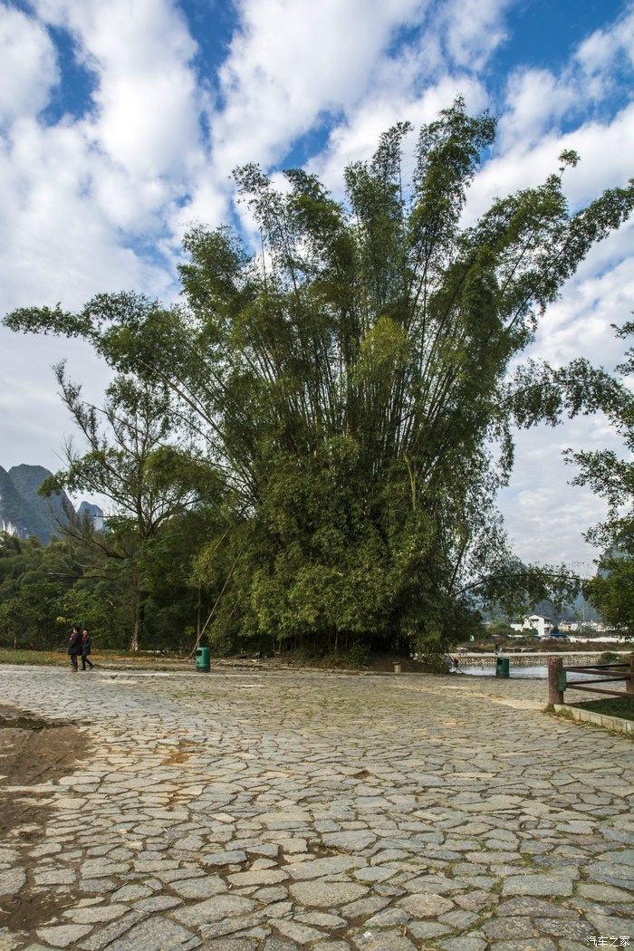 阳朔河边到处都这竹子